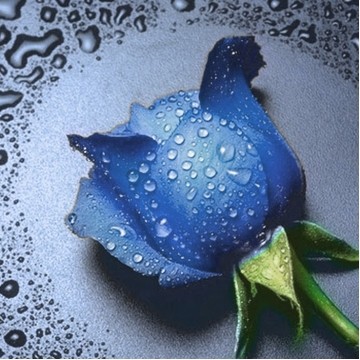 Набір для алмазної мозаїки 30х30см Троянда синя TT600